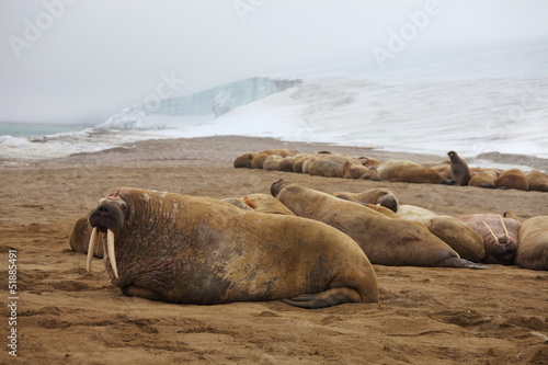 Walrus rookery