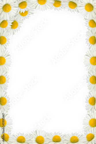 Daisies frame on the white background