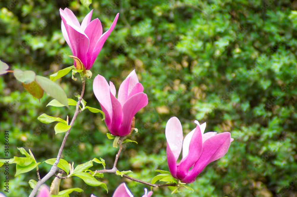 beautiful spring flowers magnolia beautiful spring flowers magnolia