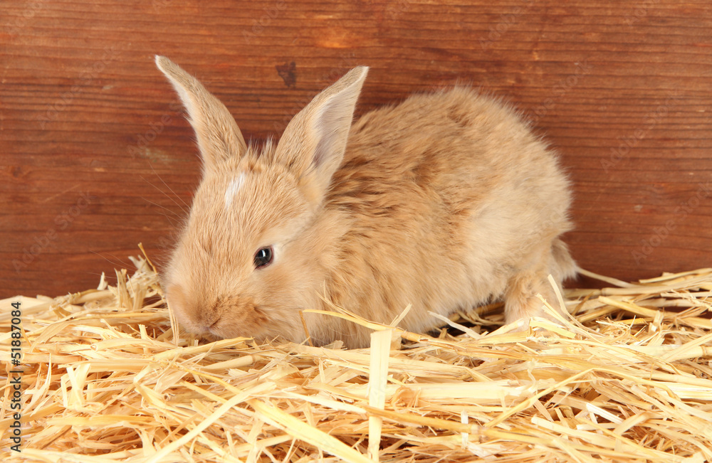 Obraz premium Fluffy foxy rabbit in a haystack on wooden background