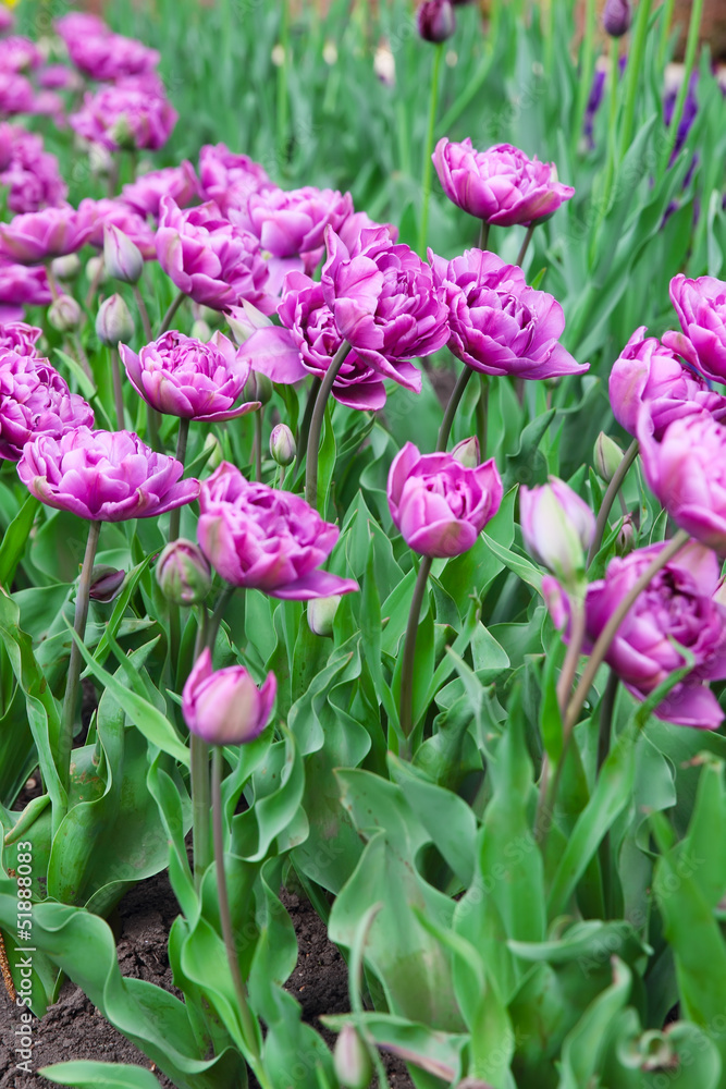Fototapeta premium purple tulips