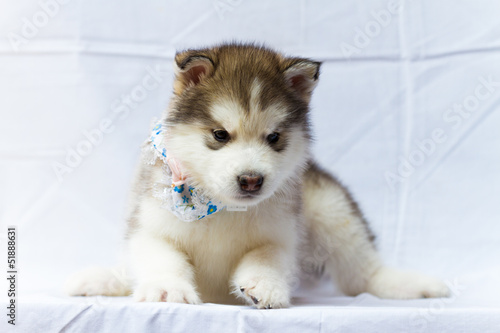 The moon dog, Alaska sled dog