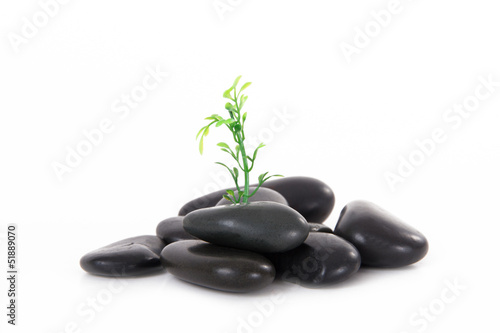 Massage Stones and Plant Growing