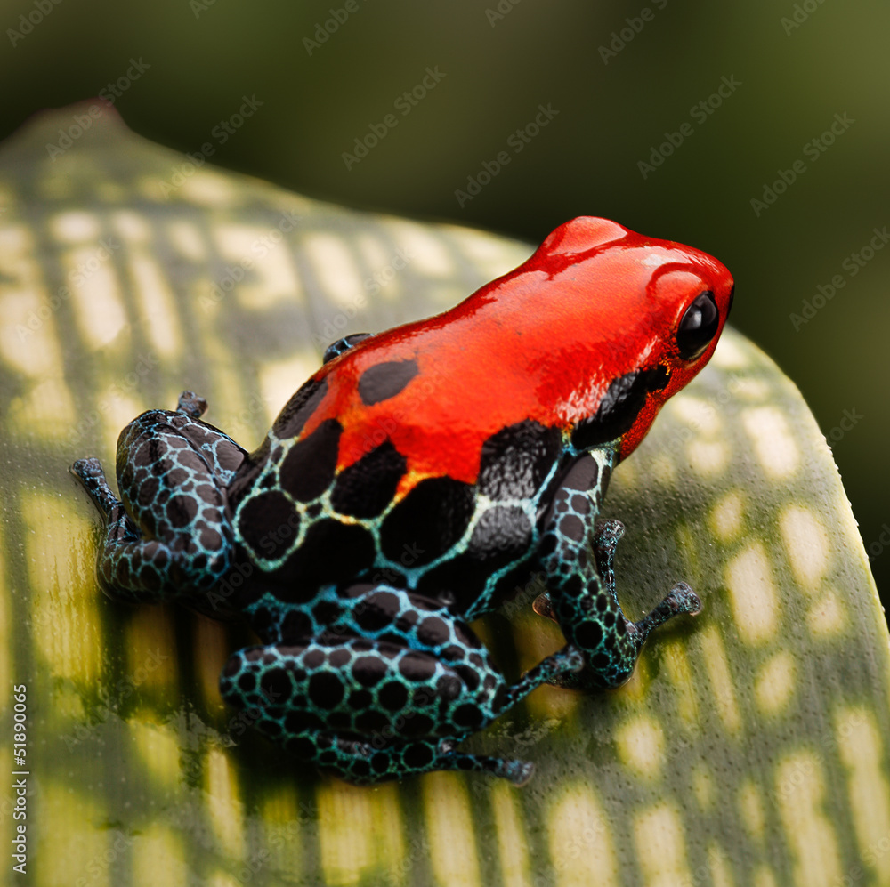 Naklejka premium Red poison dart frog