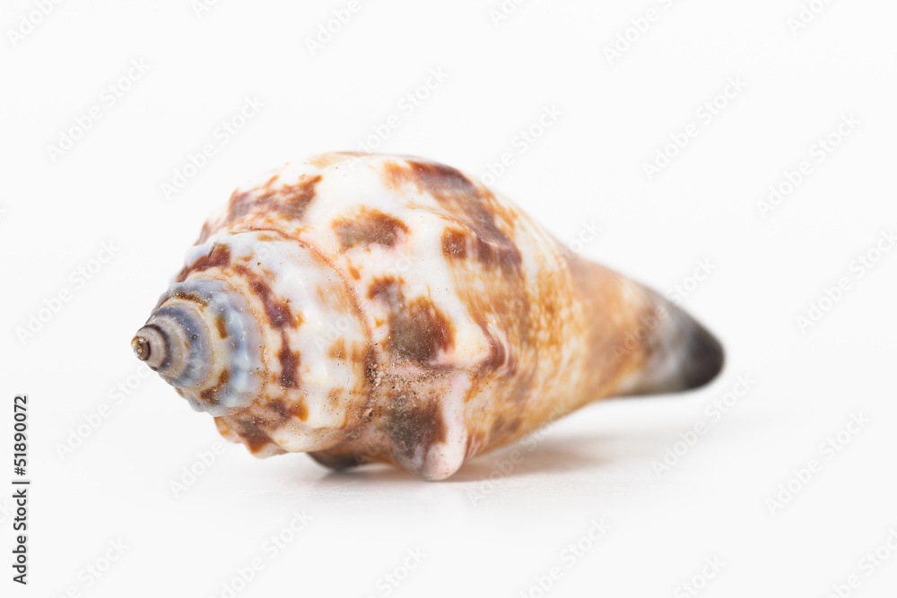 Sea Shell on White