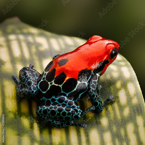 Red poison dart frog