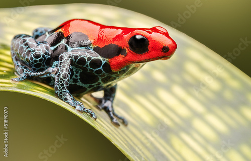 red poison arrow frog