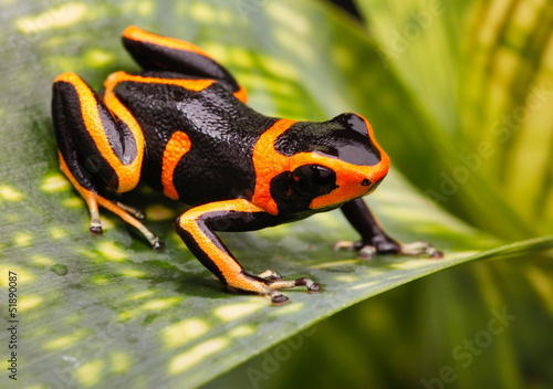 poison dart frog photo