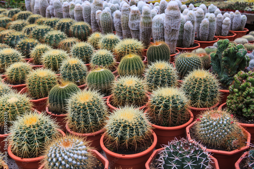 Cactus, extreme closeup Cactus, extreme closeup