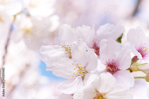 Fototapeta Naklejka Na Ścianę i Meble -  Close up of cherry blossoms. Sakura blossoms in japan.
