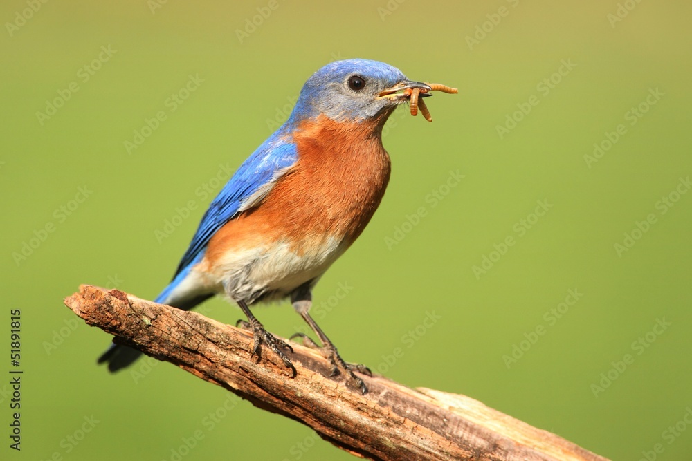 Male Eastern Bluebird