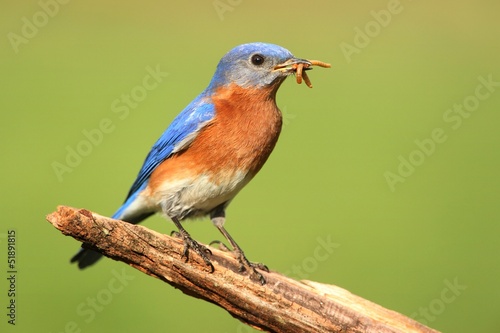 Male Eastern Bluebird © Steve Byland