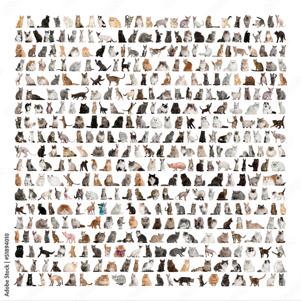 Fototapeta premium Large group of 471 cats breeds in front of a white background