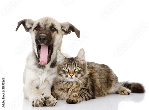 dog yawns near a cat. isolated on white 