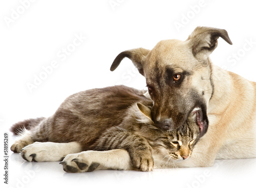 the dog bites a cat. Isolated on a white 