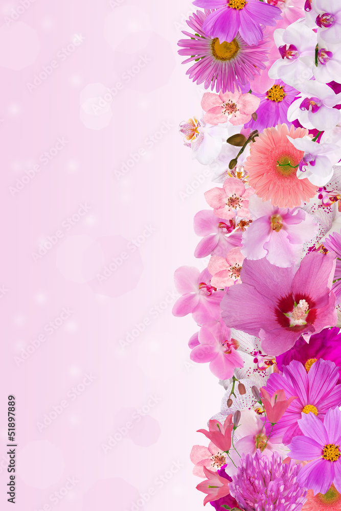beautiful pink floral strip beautiful pink floral strip