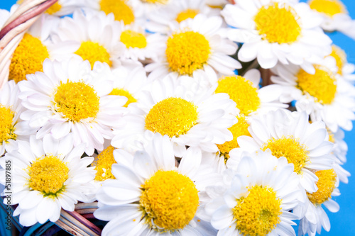 chamomile flowers background