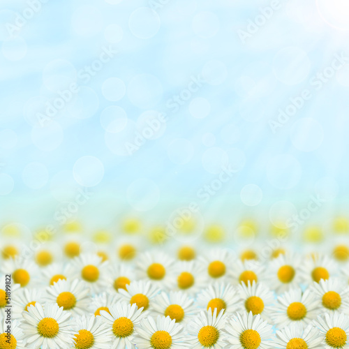 Field full of daisies © Jekaterina