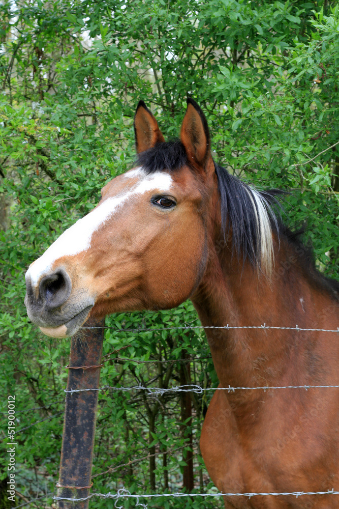 Naklejka premium cheval