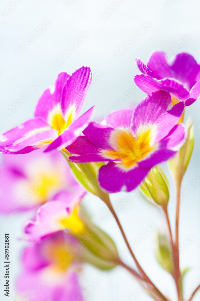 Rosa Primeln - Pink primrose Rosa Primeln - Pink primrose