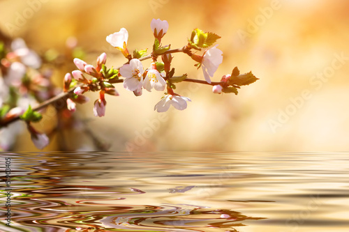 flowering cherry tree branch over the water