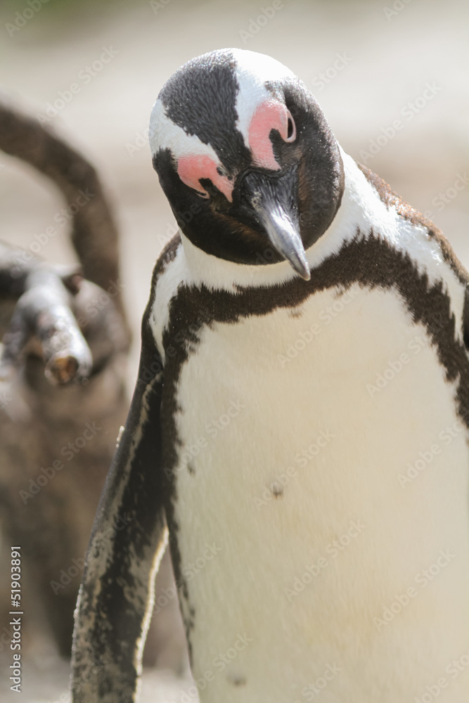 Naklejka premium Portrait de manchot du cap