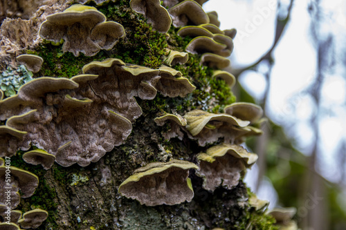 alberi mushrooms