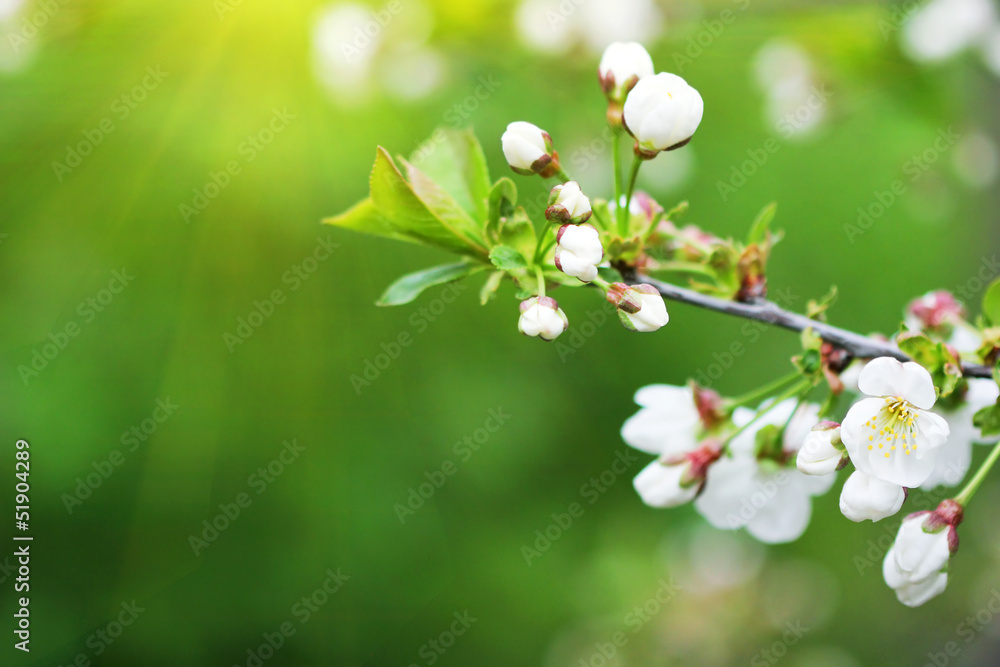 flowering plum tree branch