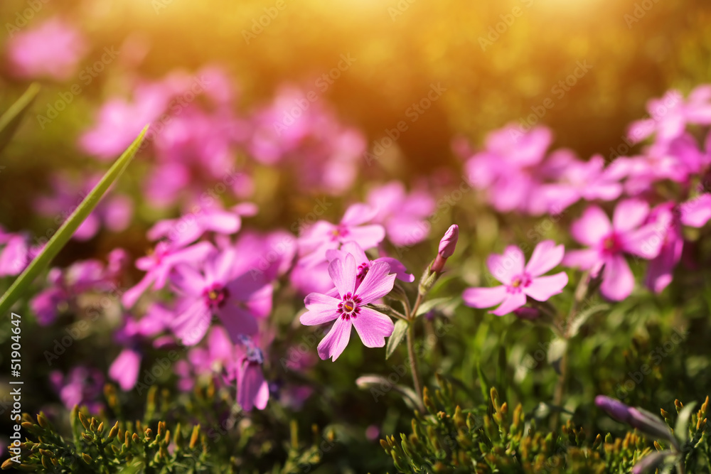 Fototapeta premium enchanting lilac flower in the evening