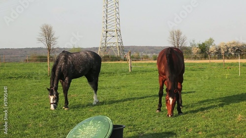 Reiten