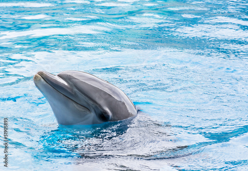 Dolphin in Captivity