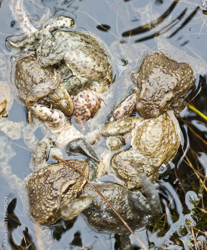 Frog in water