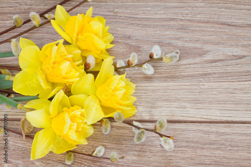 yellow narcissus flowers with catkins