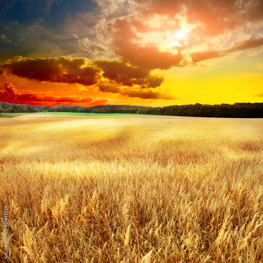 Fototapeta premium yellow field eith sky