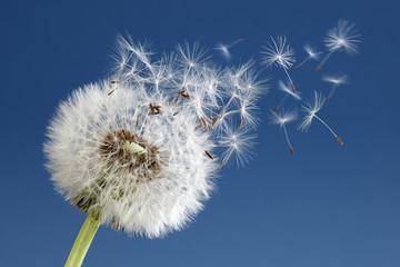 Fotobehang Paardenbloem Paardenbloem laat pluizige zaden los  © Brian Jackson