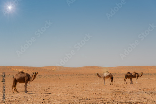 Dromedare in der Sahara