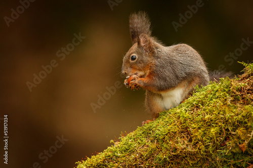 Red squirrel sitting on a mossy log