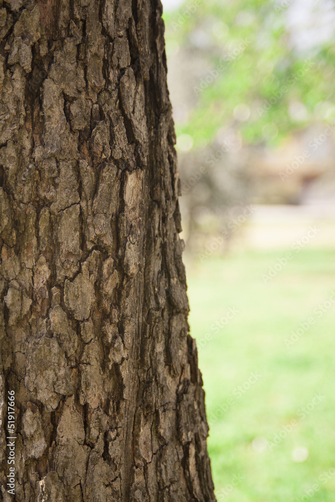 Bark of tree Against blurred green grass Bark of tree Against blurred green grass