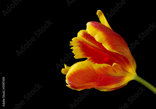 Red and yellow tulip with b...