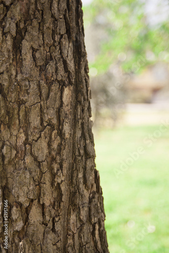 Bark of tree Against blurred green grass
