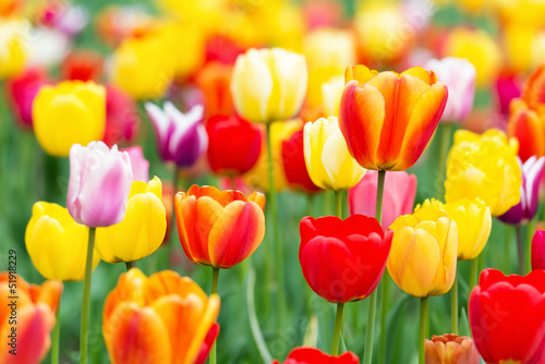 Fototapeta Naklejka Na Ścianę i Meble -  Colorful Tulips