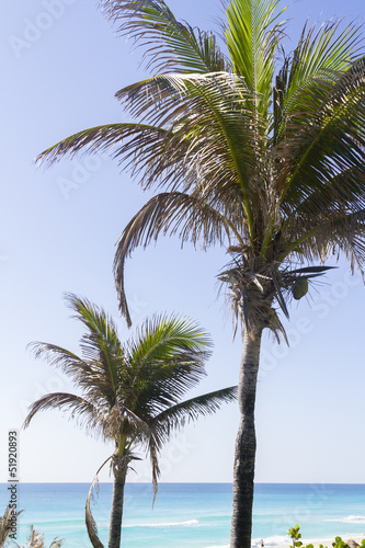 Coconut palms © arinahabich
