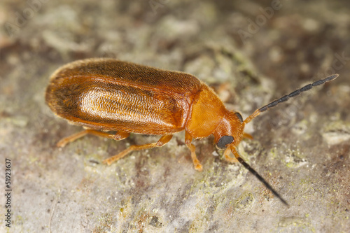 Conopalpus testaceus, extreme close-up photo