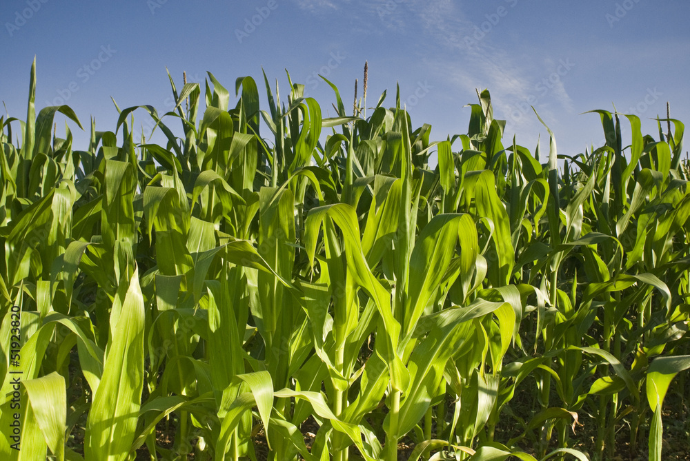 Obraz premium Fresh green corn crops