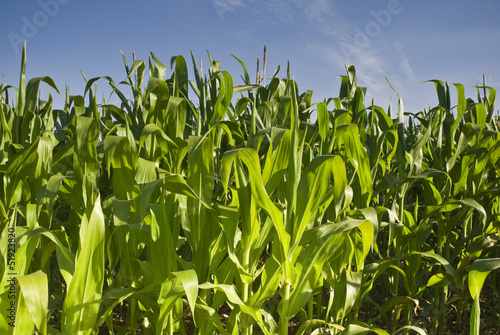 Fresh green corn crops