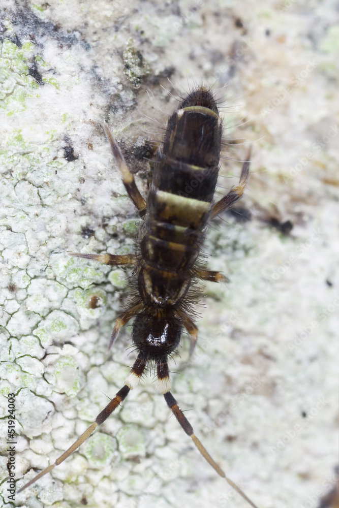Sminthuridae springtail on wood, extreme close-up Sminthuridae springtail on wood, extreme close-up