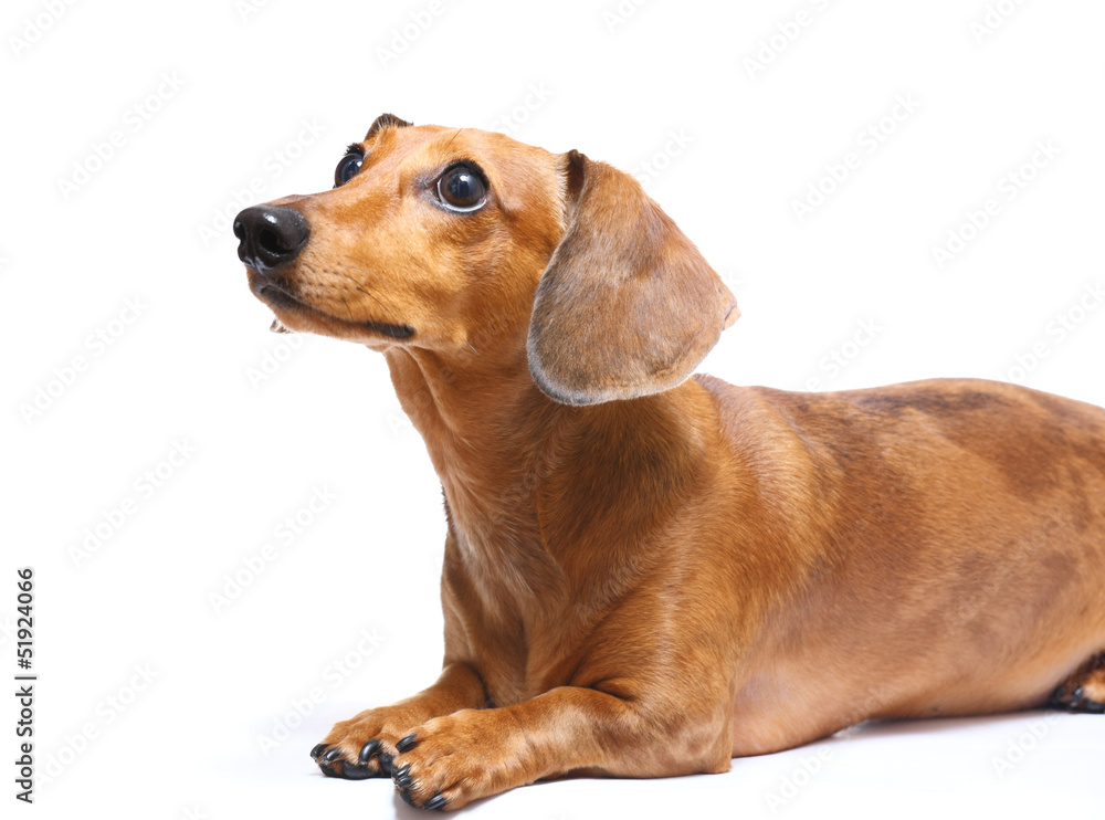 Setting dachshund dog