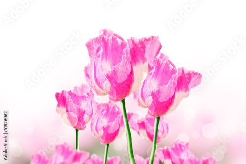 Fototapeta Naklejka Na Ścianę i Meble -  Pink opium flower