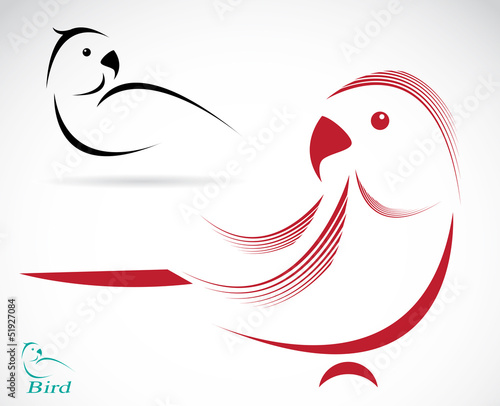 Vector image of an parrot on white background