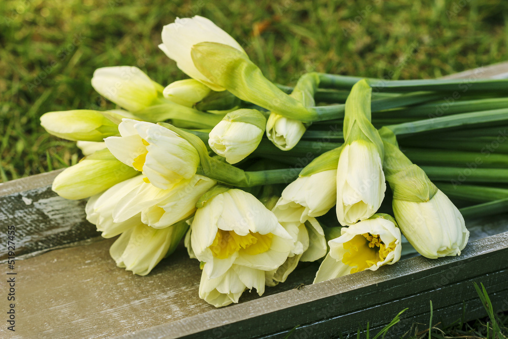 Elegant white daffodils lying on wooden tray in the garden